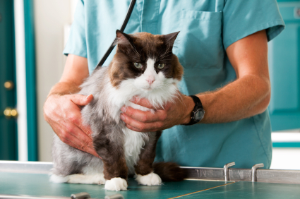 Кастрация кота - хирургическое вмешательство, цель которого удалить половые железы животного.