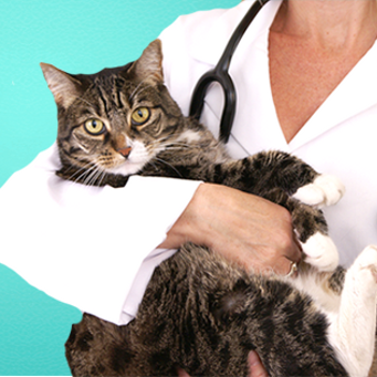 Не стоит бояться, что домашнему любимцу будет больно - ветеринарная клиника кастрацию котов проводит под наркозом