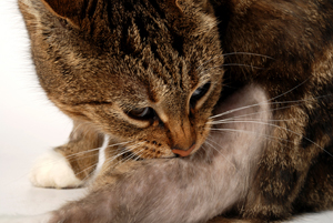 Милиарный дерматит у кошек