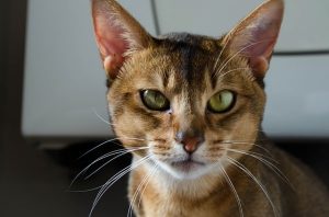 Атрофия сетчатки глаза у кошек