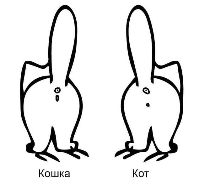 Основной способ определить пол котёнка