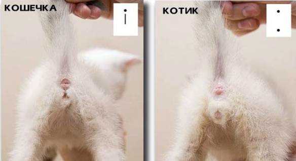 Определение пола котёнка по неделям и месяцам