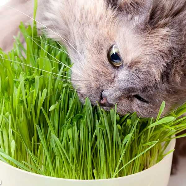 кот ест комнатные растения