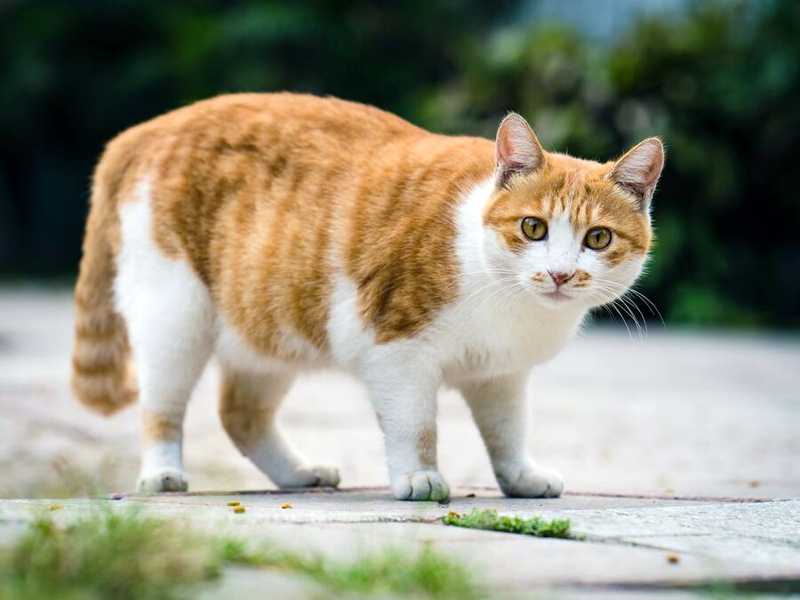 Что меняется после кастрации кота
