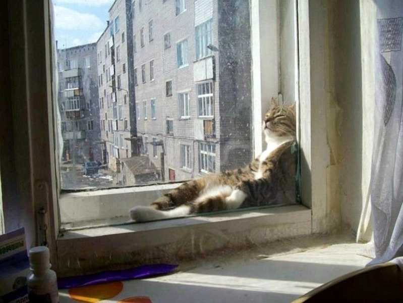 продлить кошке жизнь - правила