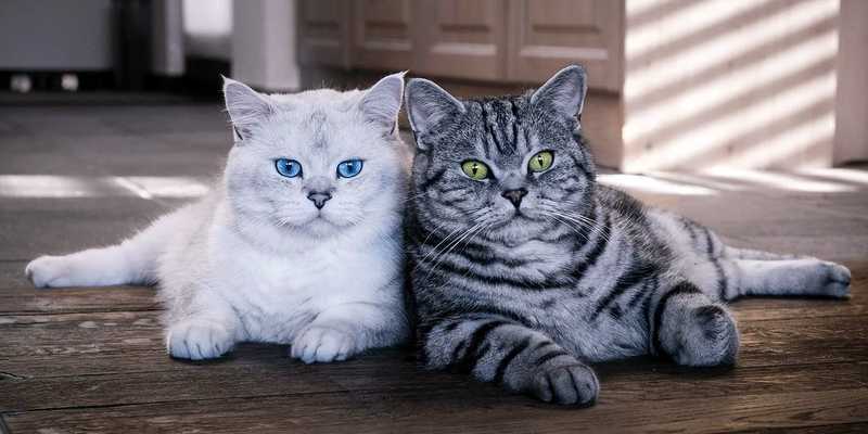 Рейтинг самых больших пород домашних кошек - Британская короткошёрстная