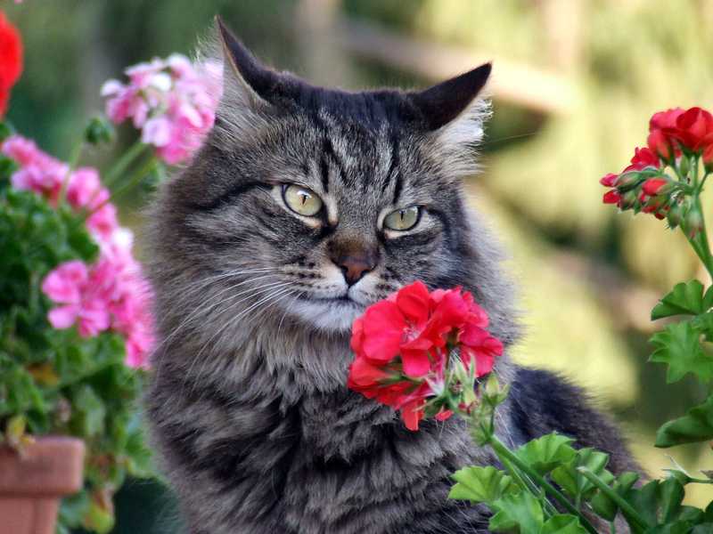 Опасны ли розы для кошек