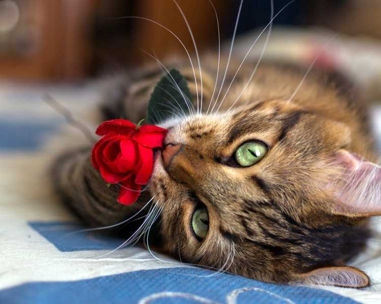 Почему кошки едят розы