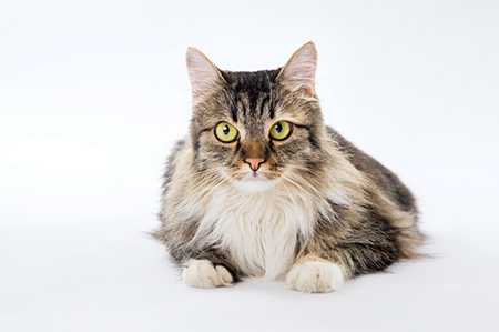 чем лечить аскариды у кошек