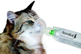 Кошачья астма