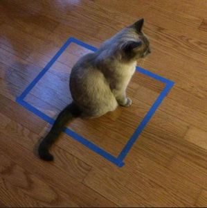 Кошка в квадрате