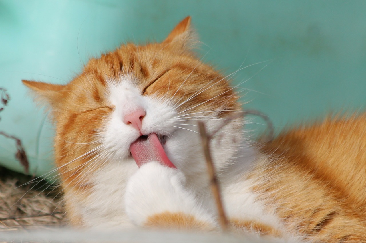 Диспноэ (затруднённое дыхание) у кошек