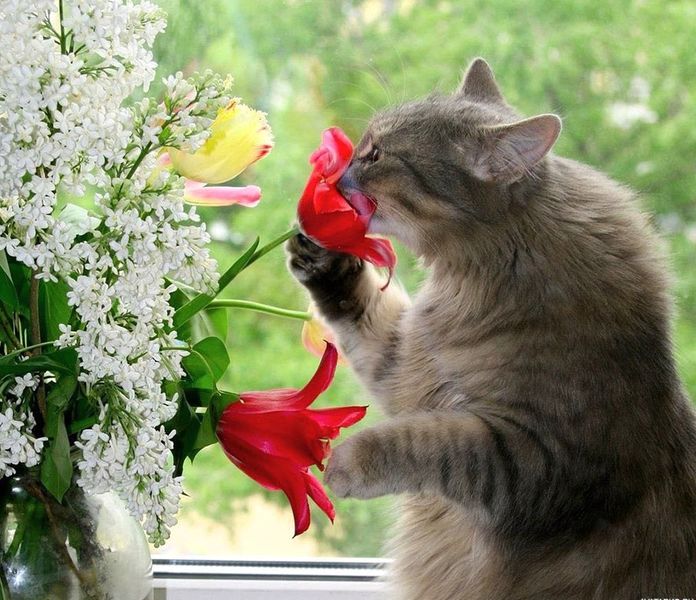 Вредная привычка кошек поедать цветы