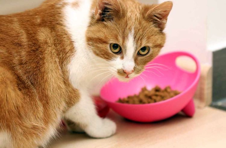 Как правильно кормить толстую кошку?
