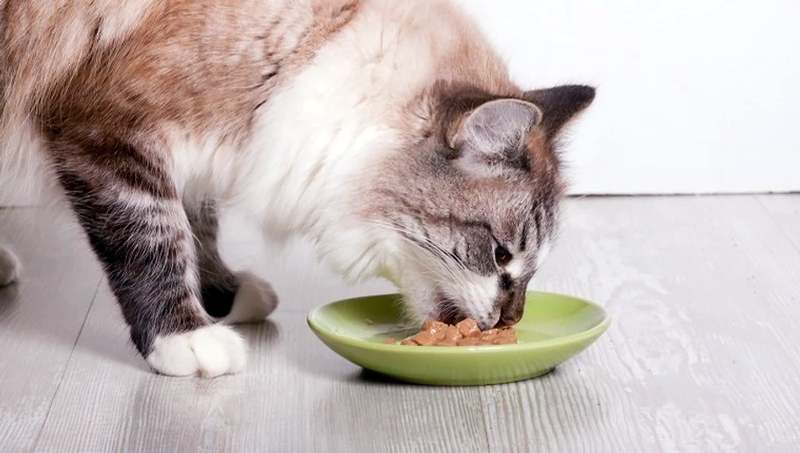 Лечебный корм для кошек при пищевой аллергии