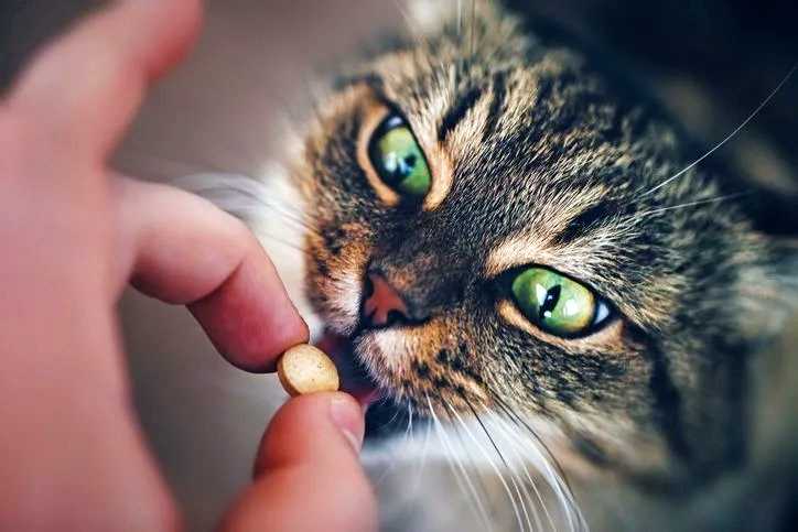 аптечка для кошек 