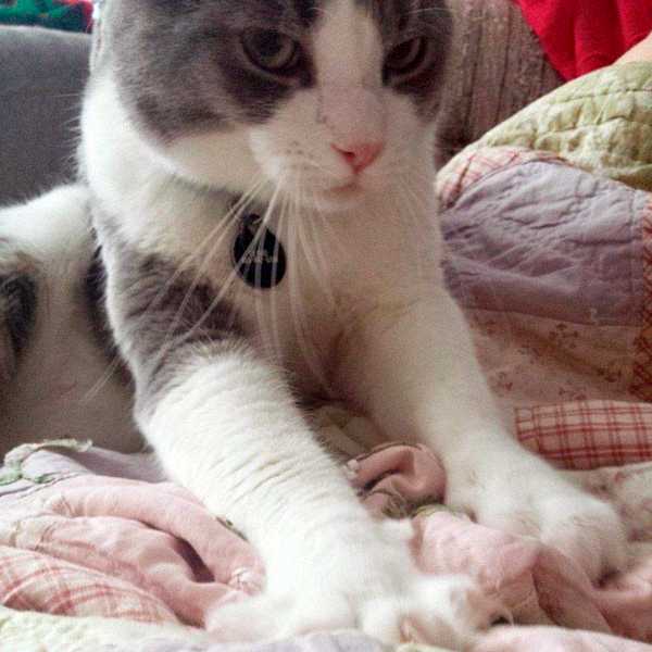 молочный шаг у котят