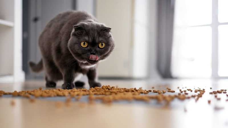 кошка не ест и закапывает еду