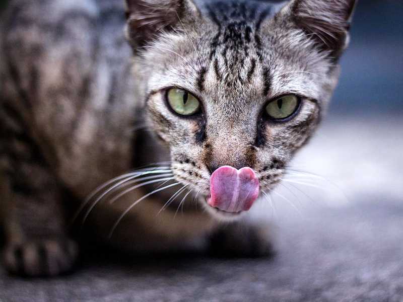 Что делать, если кошка высовывает язык?