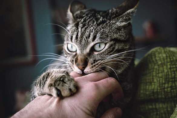 Как наказать кота без потери доверия