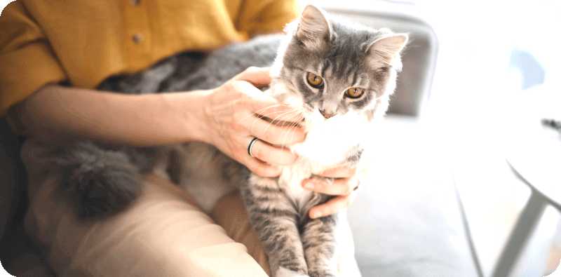 Как приучить кошку к рукам
