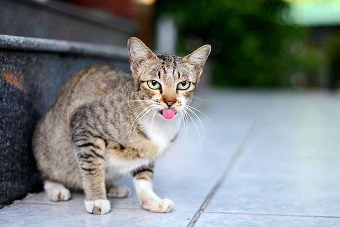 Кошка дышит высунув язык и выглядит взволнованной