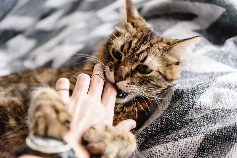 Реакция кота на запрет