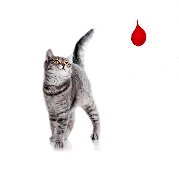 Резус-фактор у кошек