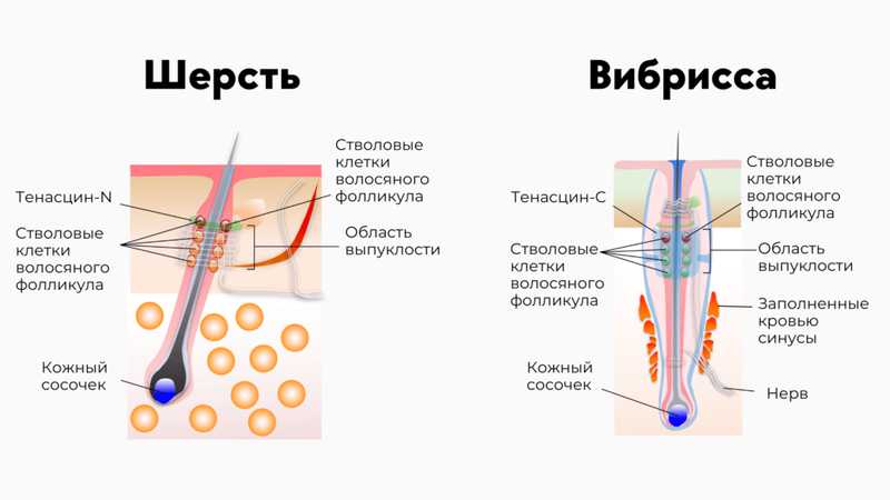 Строение кошачьей вибриссы Строение кошачьей вибриссы