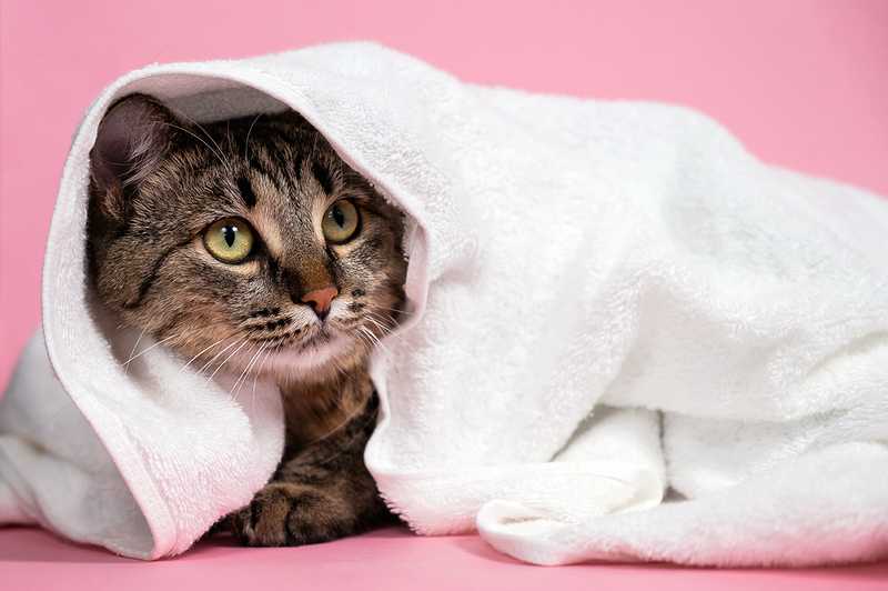 Почему нельзя часто мыть котов