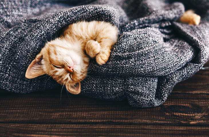 кошка прячется под одеяло