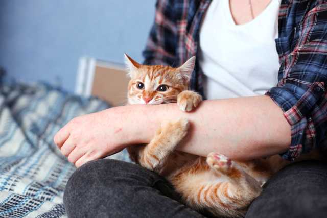 каждый котёнок — это ответственность