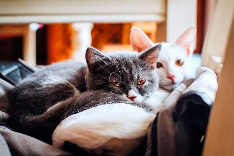 Что вызывает аллергию на кошек