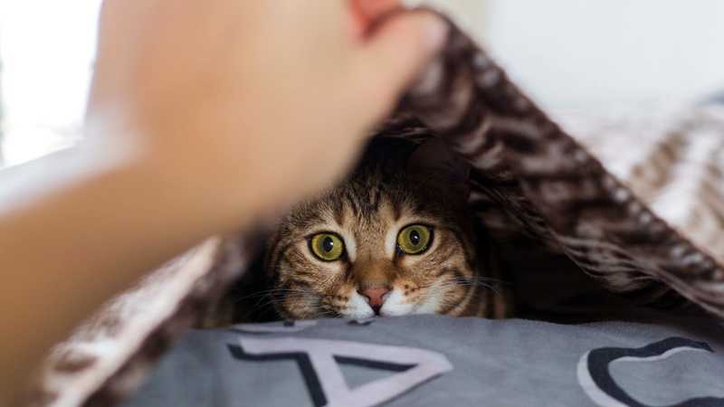 почему кошка прячется под одеяло