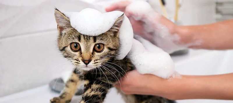 купание кота