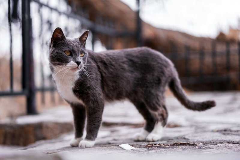 Зачем кошке хвост
