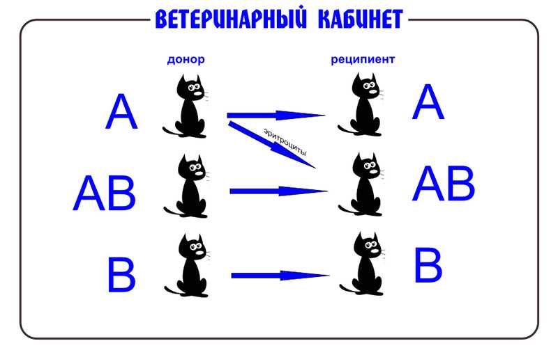 Наследование группы крови у кошек