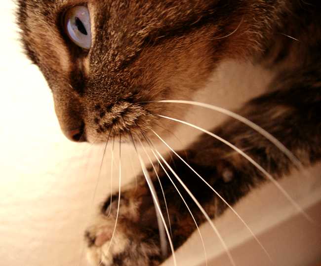 Зачем коту усы