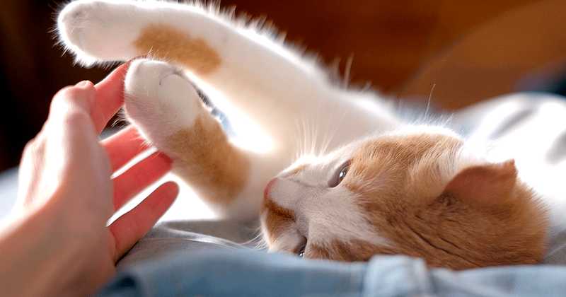 Поощрение кота