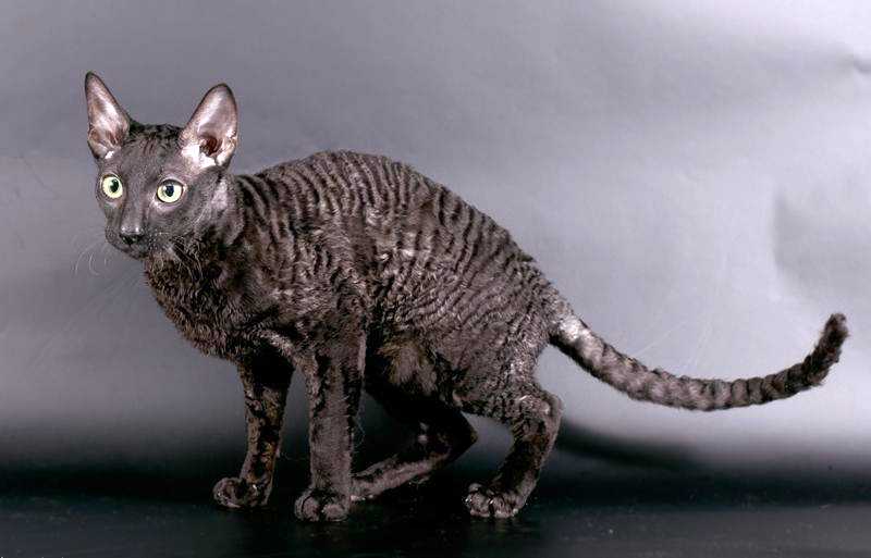 Корниш-рекс — стройная кудрявая кошка с игривым характером