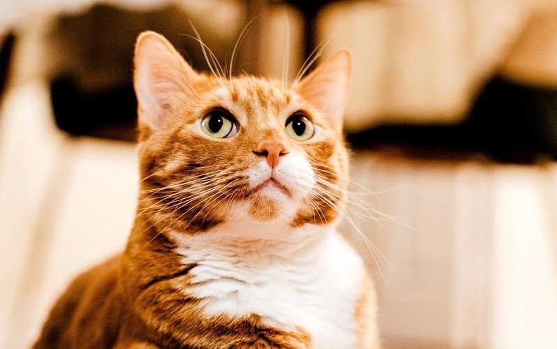 Частота дыхания у кошек