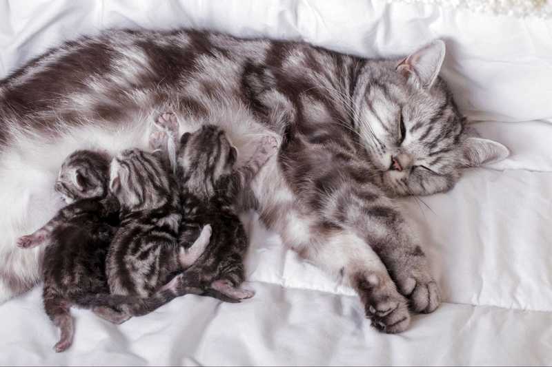 Через сколько дней можно забирать котёнка от кошки