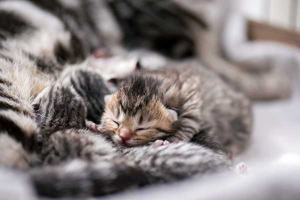 Во сколько котят можно отнимать от кошки