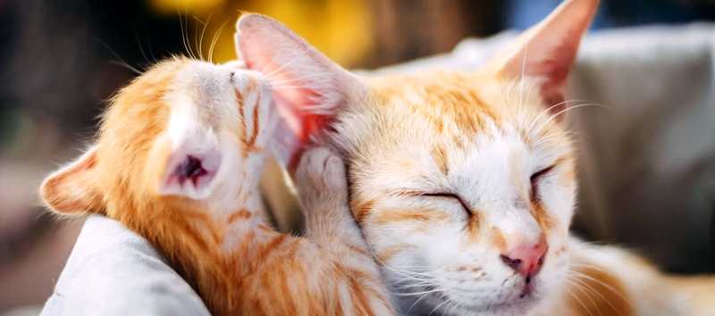 Когда можно забирать котят у кошки