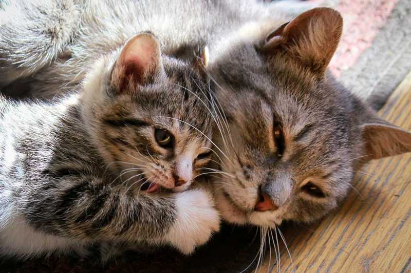 Когда можно раздавать котят