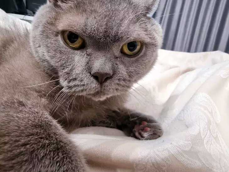 Можно ли наказывать кошку за то что гадит