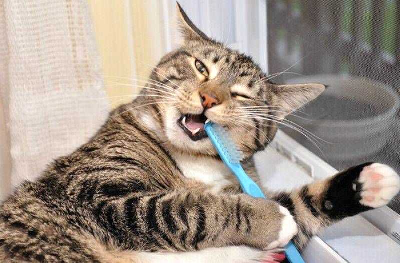 Нужно ли кошкам чистить зубы
