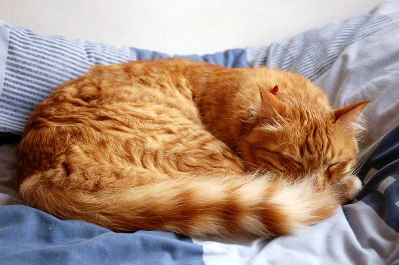 кошка постоянно лежит