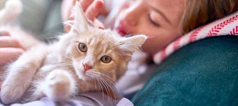 Кошка лежит на человеке