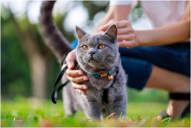 Нормальная частота дыхания у кошек